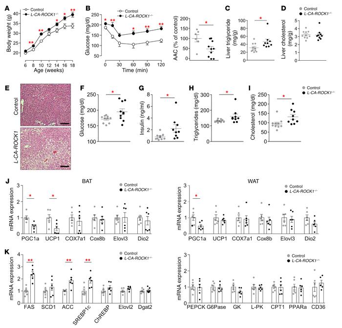 Hepatic ROCK1 activation accelerates adiposity, insulin resistance, and ...