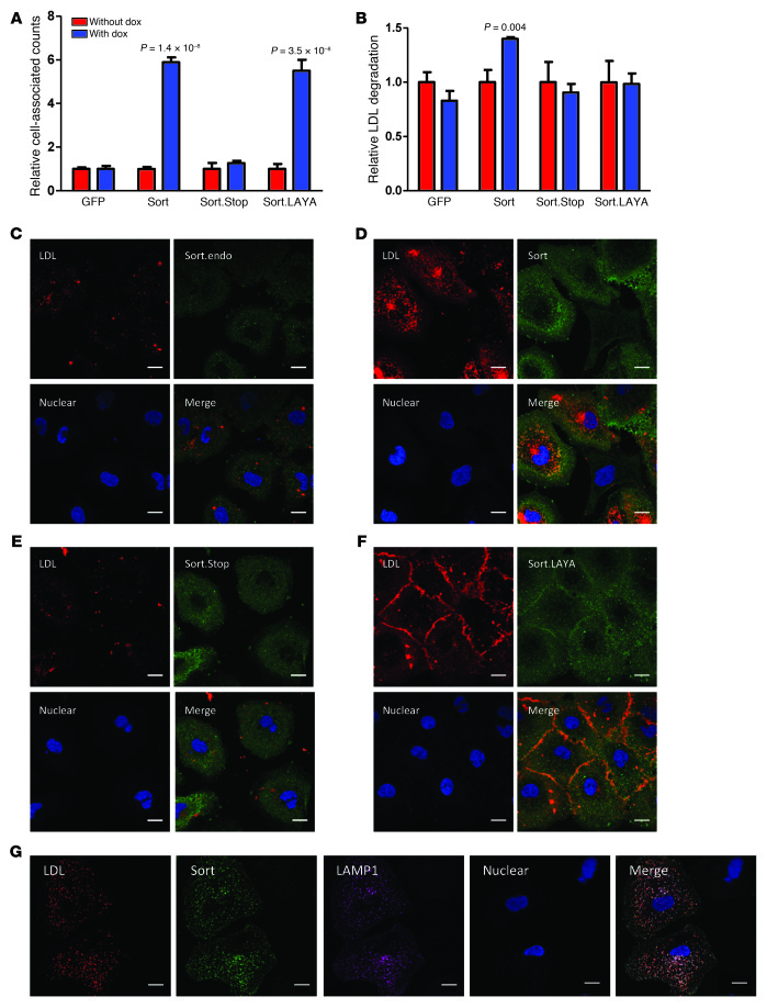 Sortilin expression promotes LDL uptake and lysosomal catabolism in vitr...