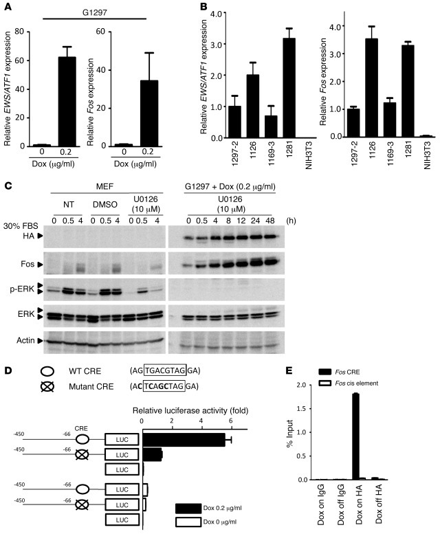 Fos is a direct target of EWS/ATF1.
(A) Real-time RT-PCR analysis of G12...