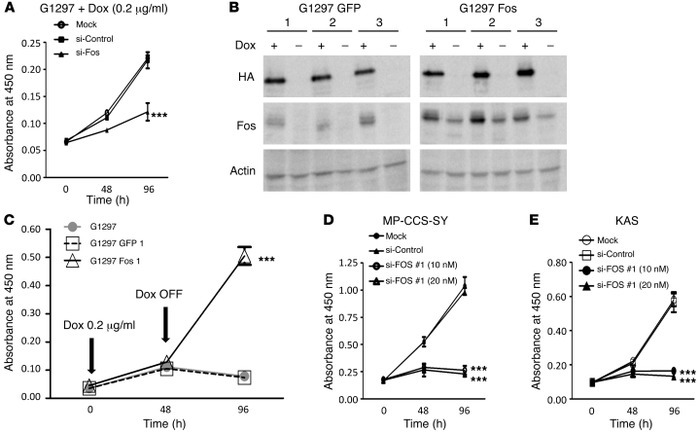 
Fos plays a key role in EWS/ATF1-induced cell proliferation.
 
(A) Effe...