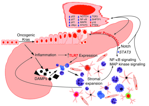 Schematic depicting central position of TLR7 regulation of pancreatic tu...