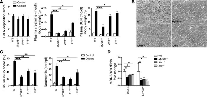 Role of MyD88, IL-1R, and IL-18 in CaOx nephropathy.
(A) Oxalate deposit...