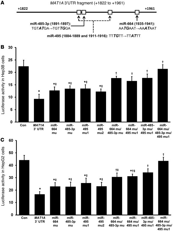 
MAT1A 3′ UTR-driven reporter activity and the effect of mutating miRNA ...