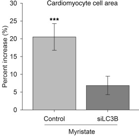 Myristate induces hypertrophy in an autophagy-dependent manner.
Treatmen...