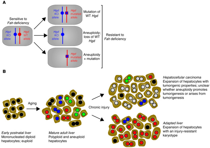 Models of aneuploidy-mediated adaptation and hepatocyte expansion.
(A) M...