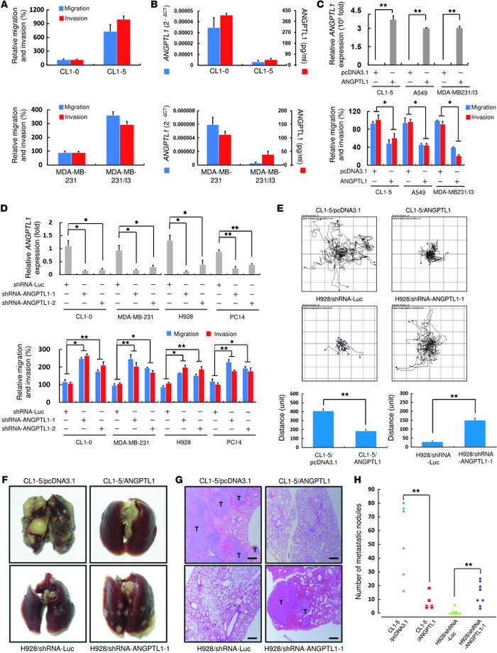 ANGPTL1 inhibits cancer cell motility and metastasis.
(A) The relative m...