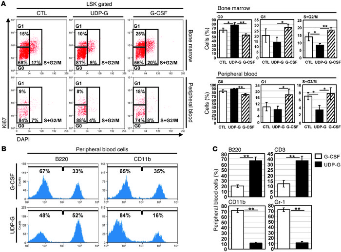 UDP-Glc mobilizes distinct subsets of HSPCs in comparison with G-CSF.
(A...