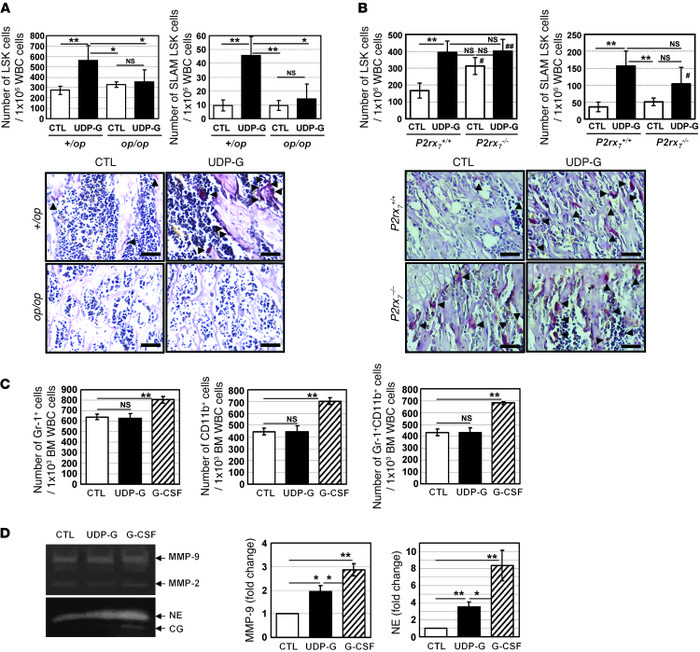 Role of osteoclasts in UDP-Glc–mediated HSPC mobilization.
(A) op/op mut...