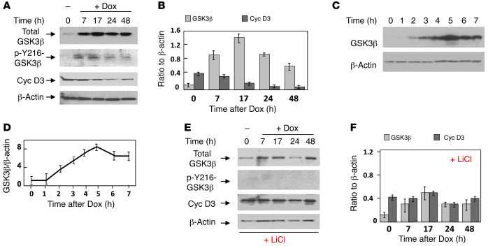 Inhibition of GSK3β activity corrects cyclin D3 levels in CUG-expressing...