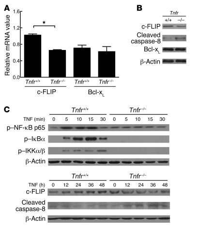 NF-κB–mediated c-FLIP expression is downregulated in Tnfr–/– MDSCs.
 
(A...