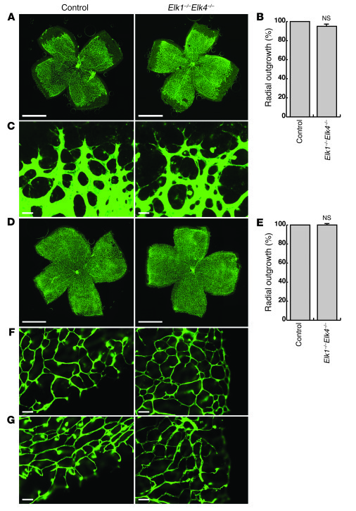 The TCF-type SRF cofactors ELK1 and ELK4 are not essential for normal re...