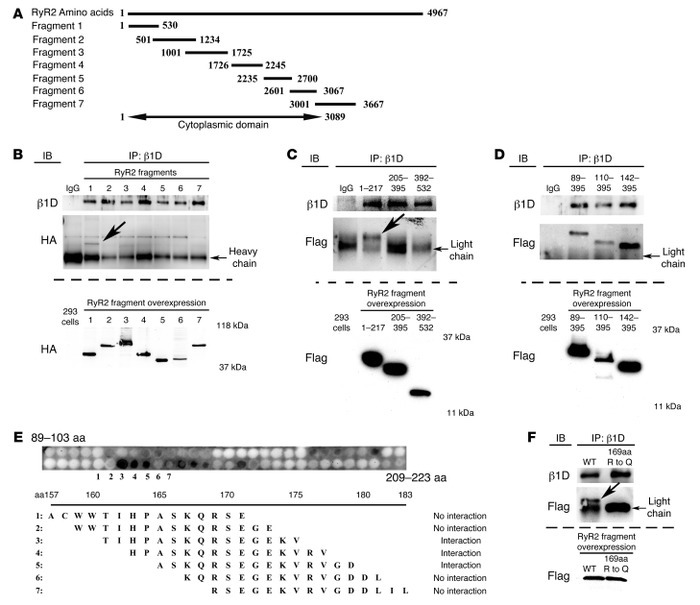 Integrins interact with the RyR2 receptor.
(A) RyR2 fragments. Numbers r...