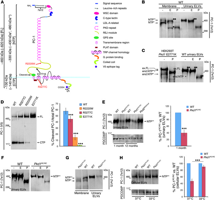 
Pkd1 p.R3277C is a temperature-sensitive folding/maturation mutant.
 
(...