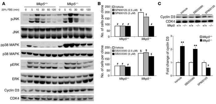 MKP-5 attenuates myoblast proliferation through a JNK/cyclin D3 pathway....