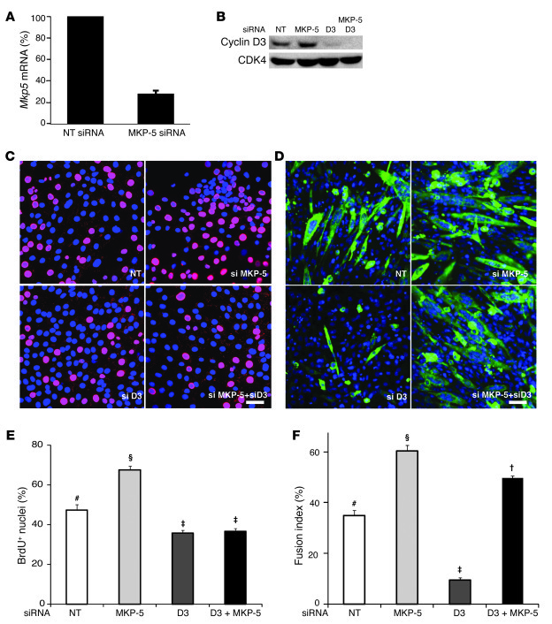 Effect of MKP-5 and cyclin D3 on myoblast proliferation and differentiat...