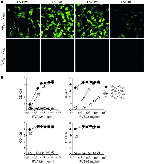 DSG3 autoreactivity is determined by somatic mutations in the VH genes.
...