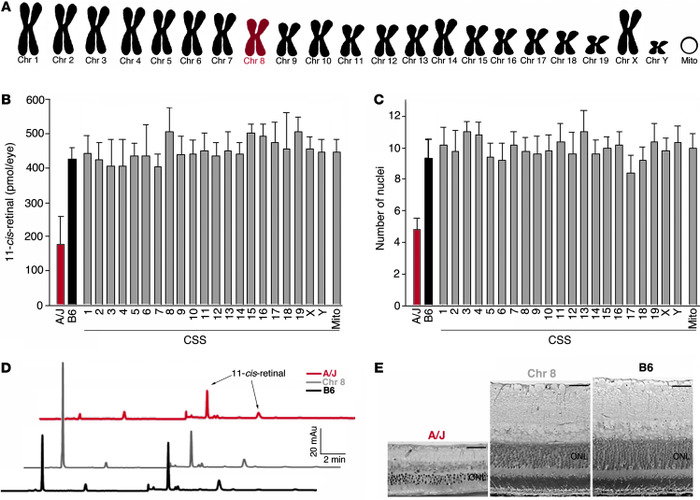 Genetic panel study reveals no significant phenotypic changes in B6 mice...