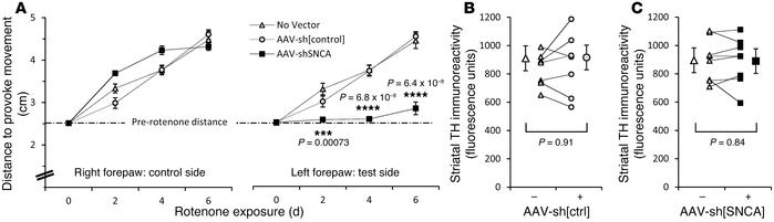 Rescue of dopaminergic function precedes degeneration of striatal termin...