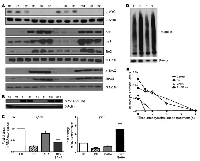 Btz downregulates c-MYC and stabilizes the expression of phosphorylated ...