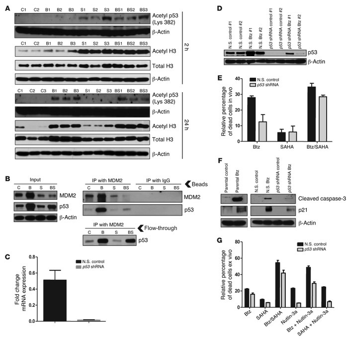 SAHA-induced acetylation of p53 led to dissociation from MDM2, contribut...