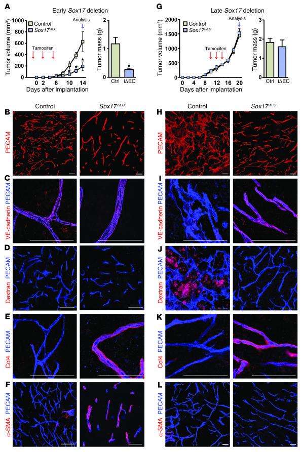 
Sox17 deletion in tECs persistently inhibits tumor angiogenesis and vas...