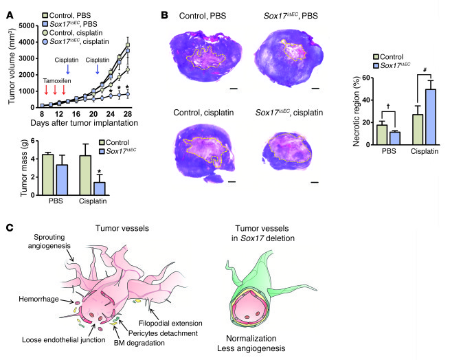 Late Sox17 deletion inhibits tumor growth by improving the efficacy of c...