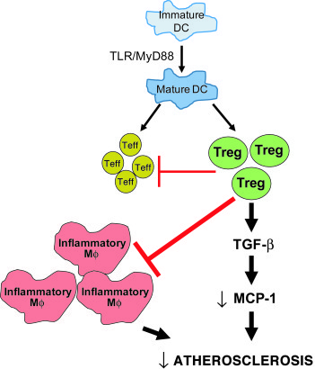 Schematic showing the mechanism of atheroprotective action of Tregs.
In ...