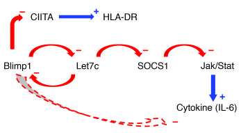 Proposed regulatory pathways for Blimp1 and let-7c in dendritic cells.
 ...