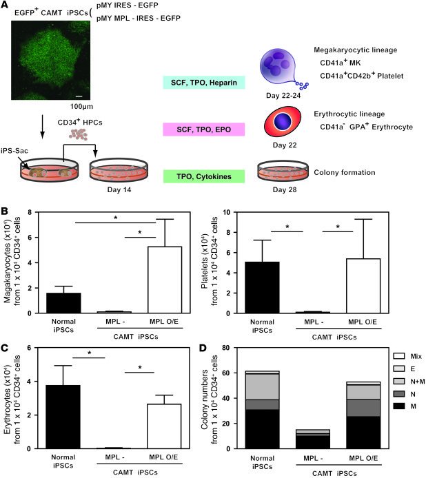 Disease phenotype of CAMT iPSCs was seemingly restored by MPL supplement...