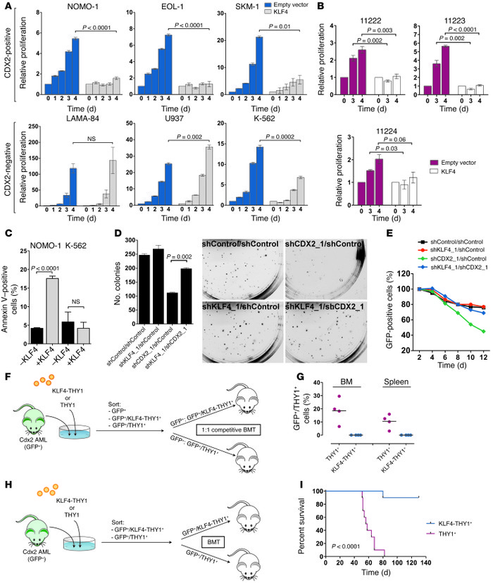 Growth-inhibitory effect of KLF4 in CDX2+ human myeloid leukemia cell li...
