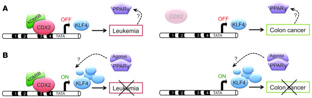 Opposing actions of CDX2 in AML and CRC development.
(A) In AML (left), ...