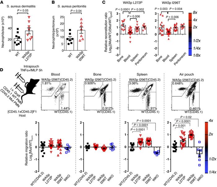 Increased rate of migration of WASp L272P and WASp I296T neutrophils to ...