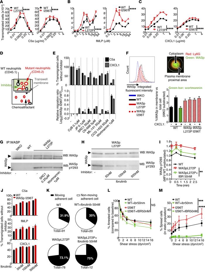 Increased in vitro migration, membrane translocation, and Btk-dependent ...