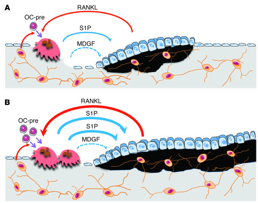 Schematic representation of bone remodeling and the coupling process in ...