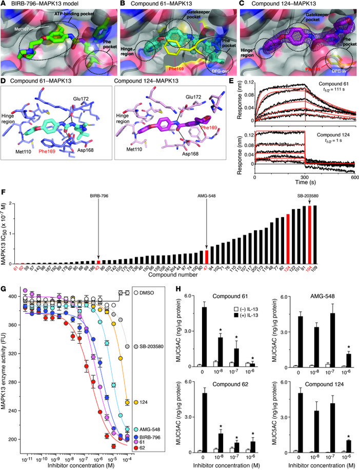 Discovery and validation of potent MAPK13 inhibitors.
(A) Superposition ...