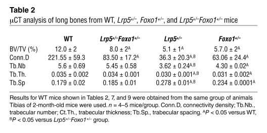 μCT analysis of long bones from WT, Lrp5+/–, Foxo1+/–, and Lrp5+/–Foxo1+...