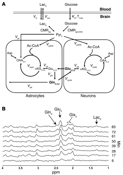 Metabolic model and in vivo glutamate enrichment time course together re...