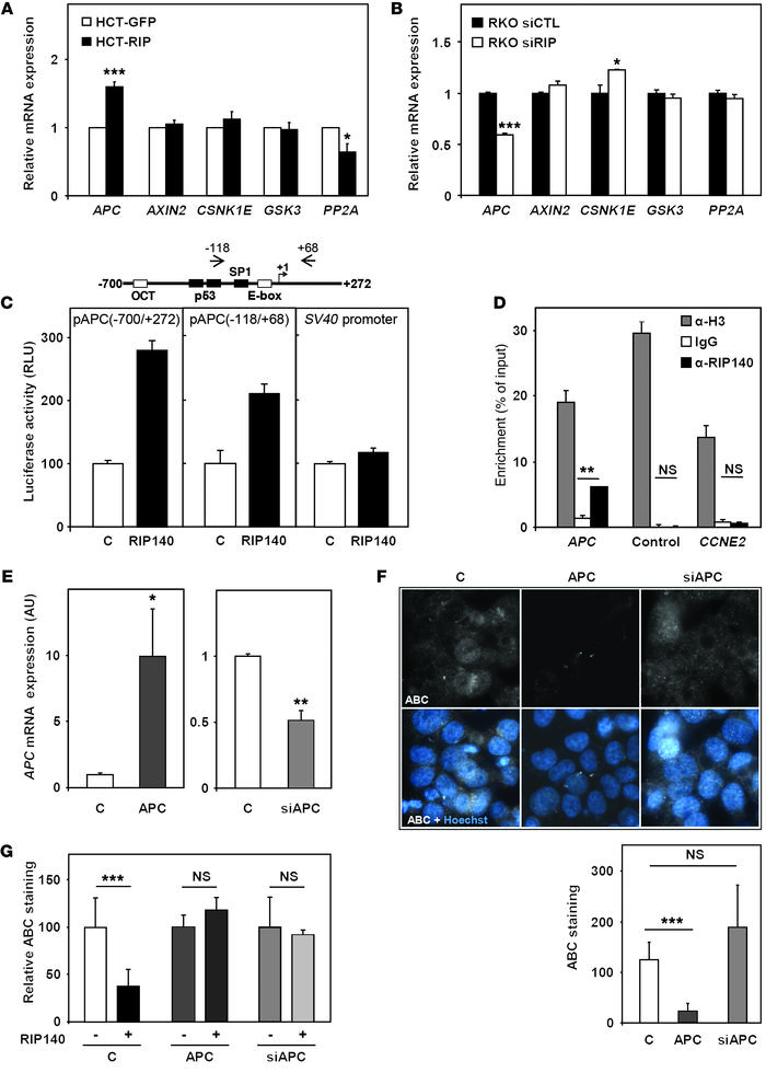 Regulation of APC gene transcription by RIP140 in human colon cancer cel...