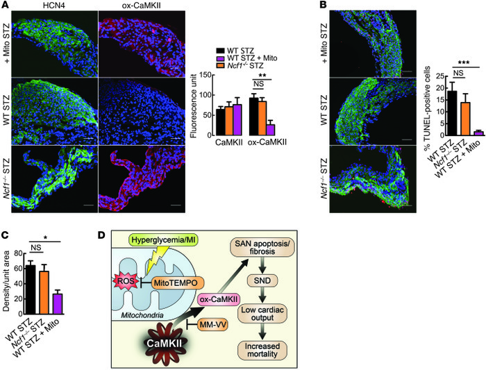 Mitochondrial ROS increases ox-CaMKII and SAN cell death.
(A–C) SAN stai...