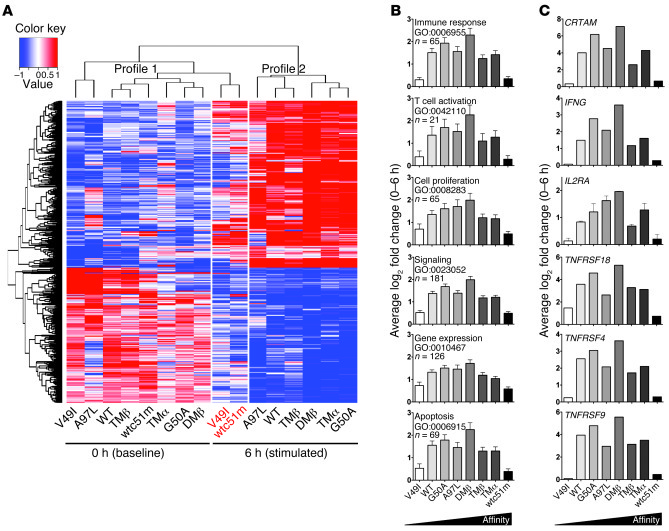Gene expression of CD8+ T cells engineered with TCR of incremental affin...
