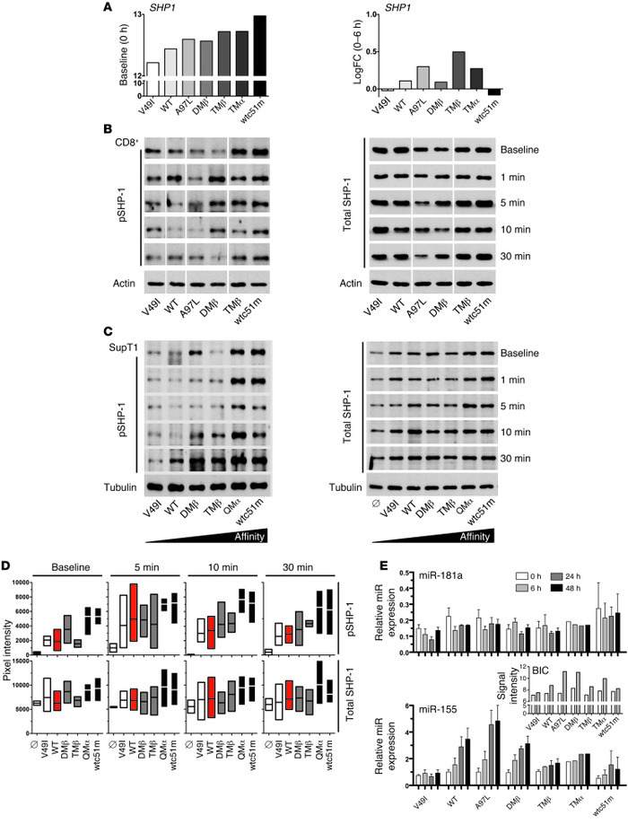 Levels of SHP-1 protein and of miR-155 and miR-181a expression in CD8+ T...