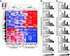 Gene expression of CD8+ T cells engineered with TCR of incremental affiniti