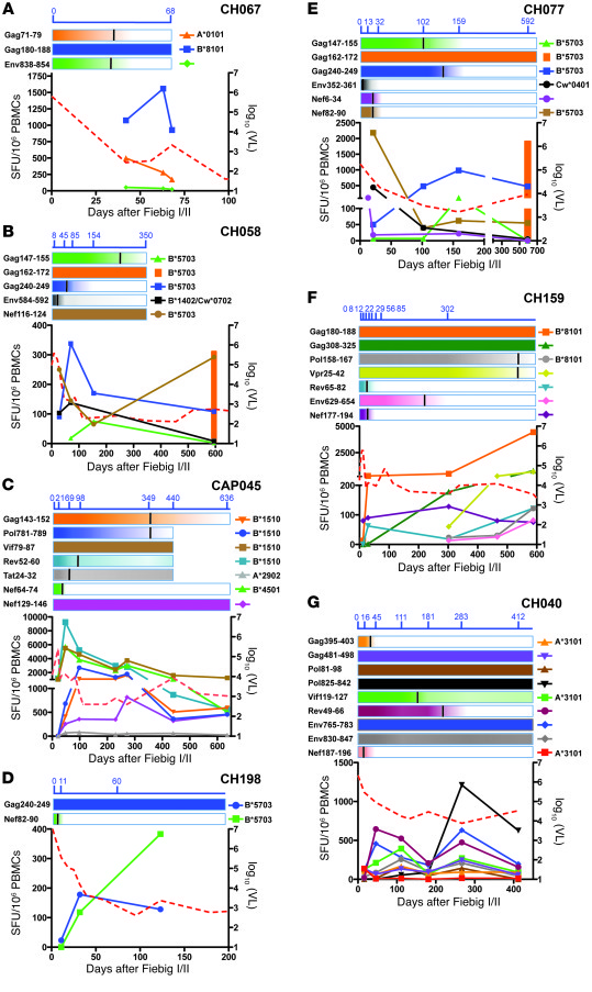 HIV-1–specific CD8 T cell kinetics.
T cell kinetics in subjects (A) CH06...