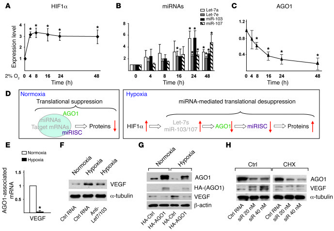 Translational desuppression of VEGF caused by AGO1 targeting.
(A–C) HUVE...