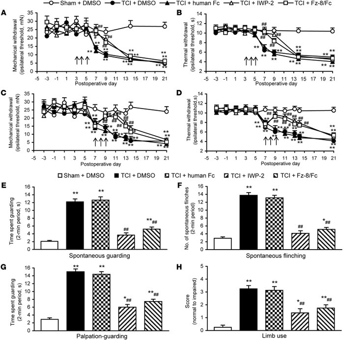 Spinal blockade of WNT signaling inhibits bone cancer pain in TCI mice.
...