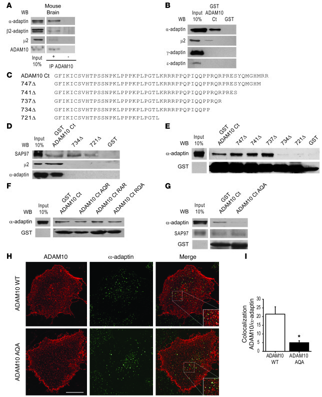 AP2 interacts with 735RQR737 motif of ADAM10 tail.
 
(A) Mouse brain hom...