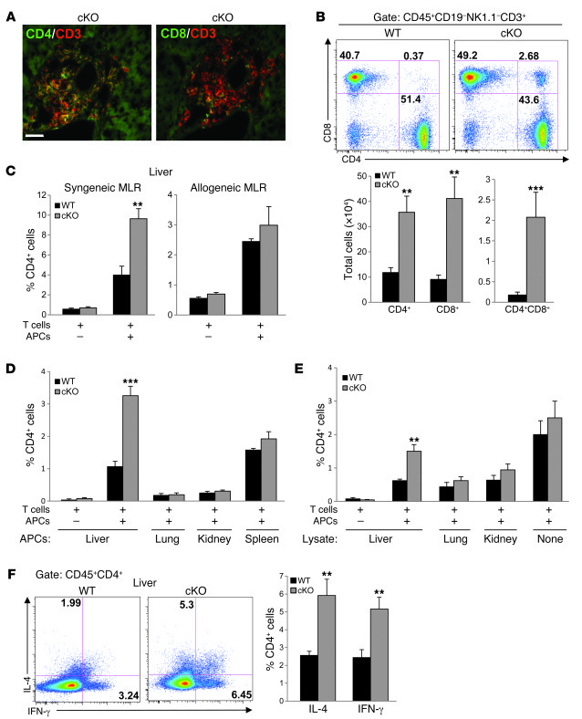 Abnormal T cell presence and immune responses in the liver of Traf6ΔTEC ...