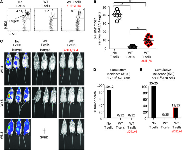 Dll1/Dll4 blockade preserves substantial in vivo cytotoxicity and GVT ef...