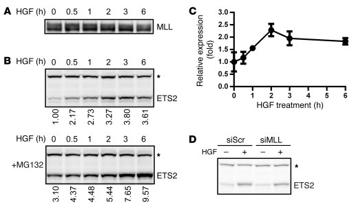 ETS2 protein accumulates upon HGF-MET signaling through blocked degradat...