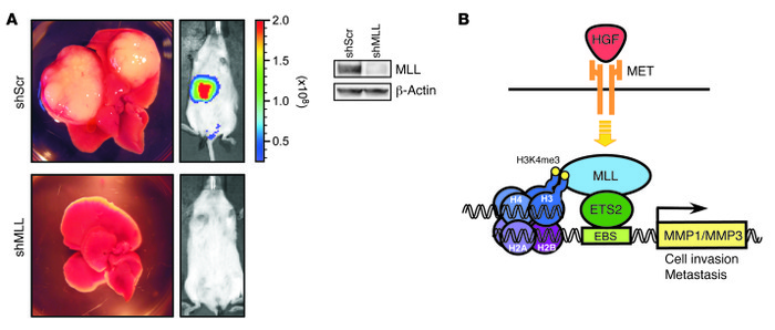 MLL silencing severely compromised metastatic growth of HepG2 cells.
(A)...